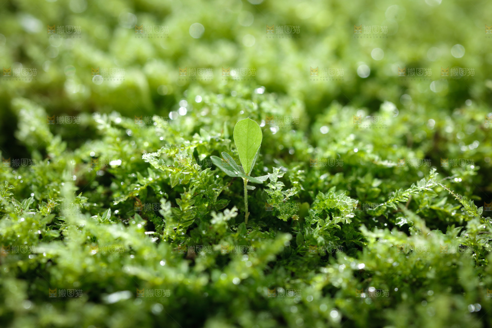 青苔