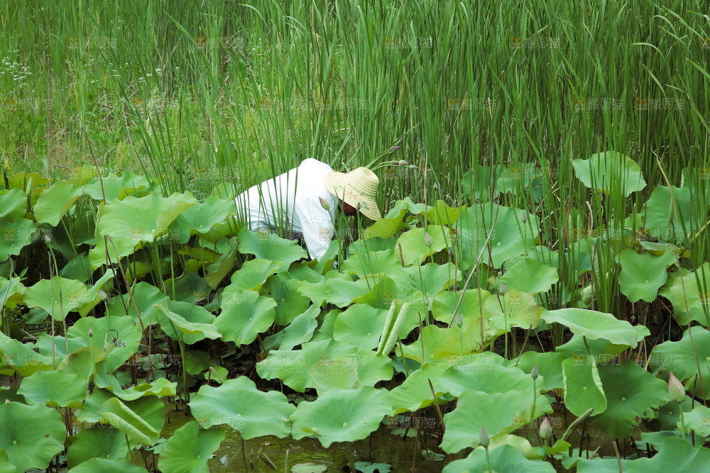 夏日雨后唯美