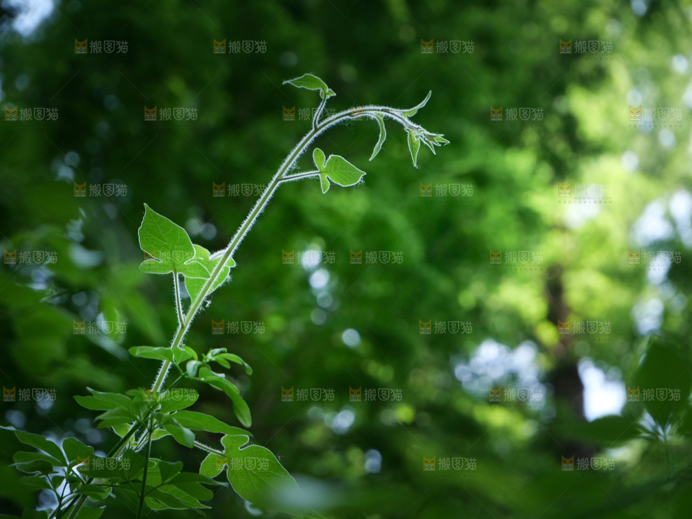 希望生机勃勃