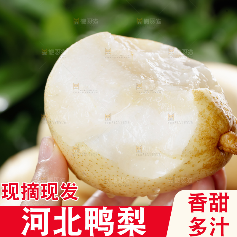 鸭梨