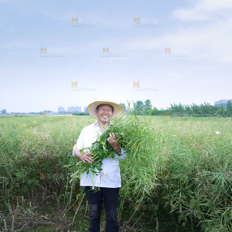 丰收景象 绿色