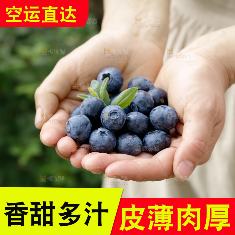 蓝莓