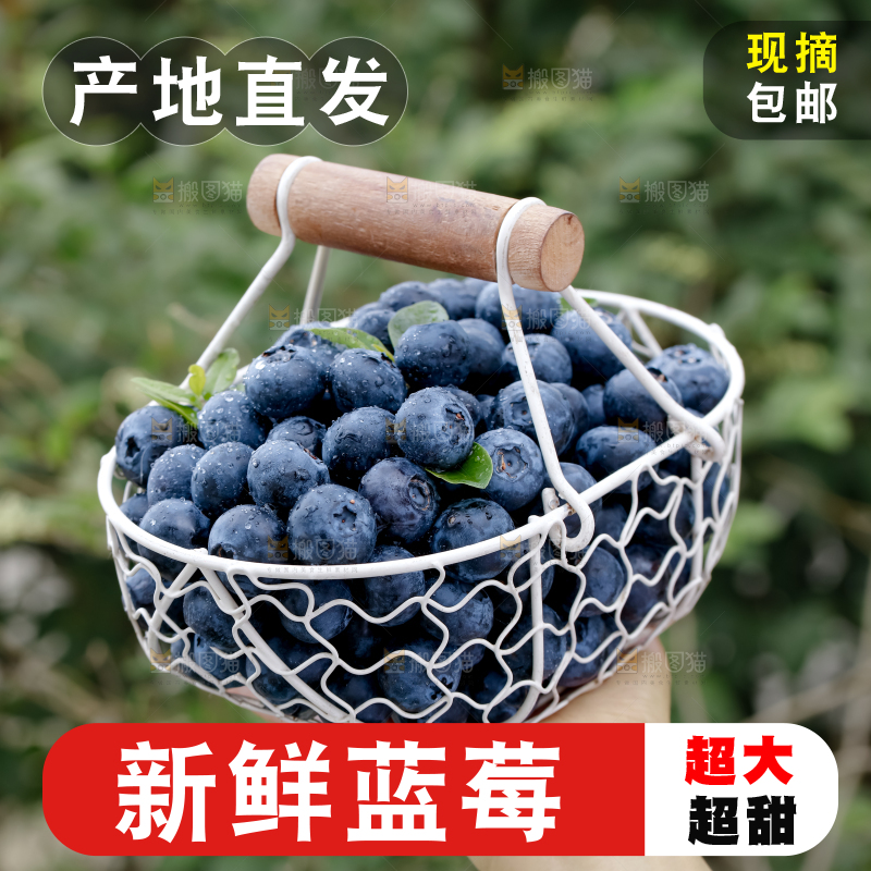 蓝莓
