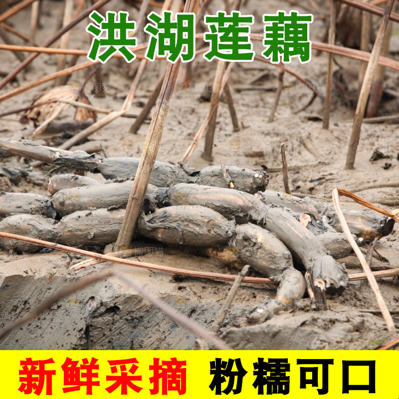 藕塘 劳动