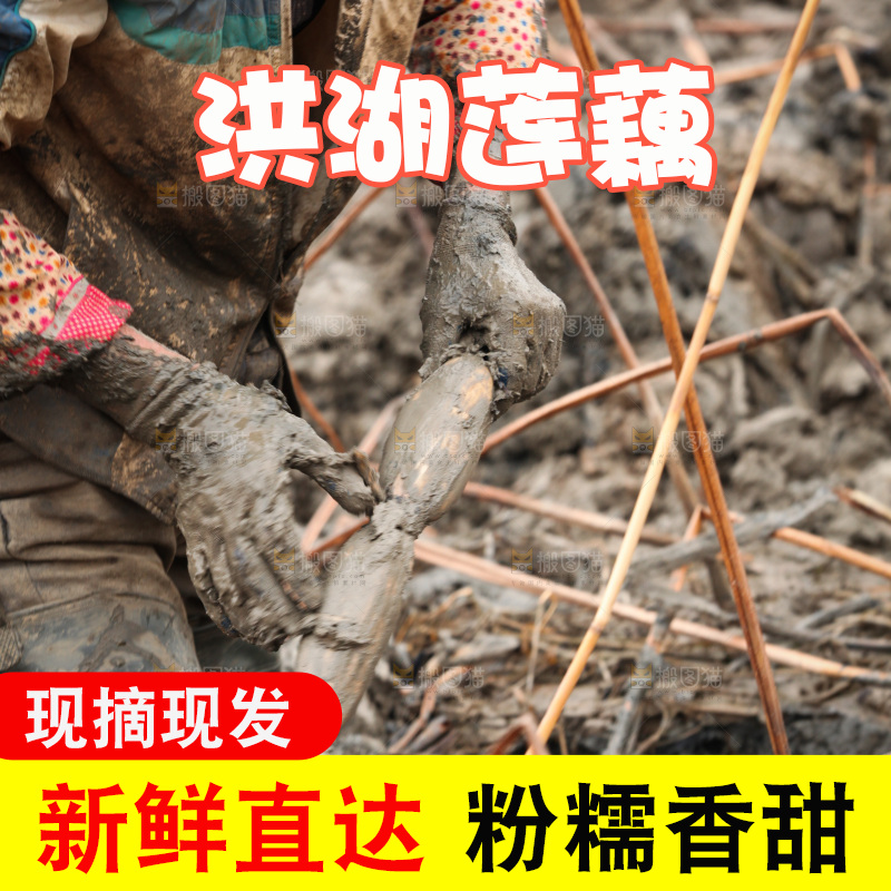 藕塘 劳动