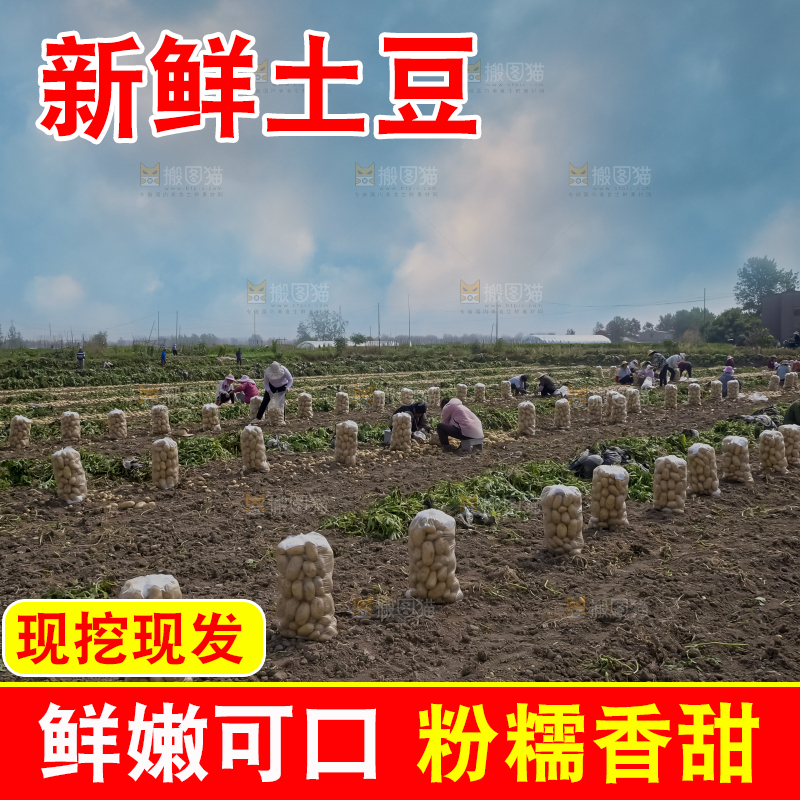 土豆 丰收