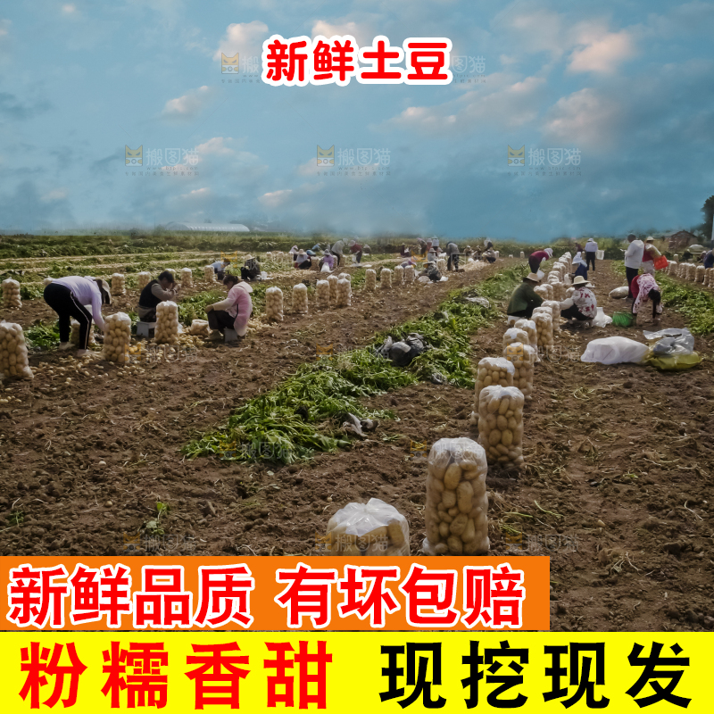 土豆 丰收