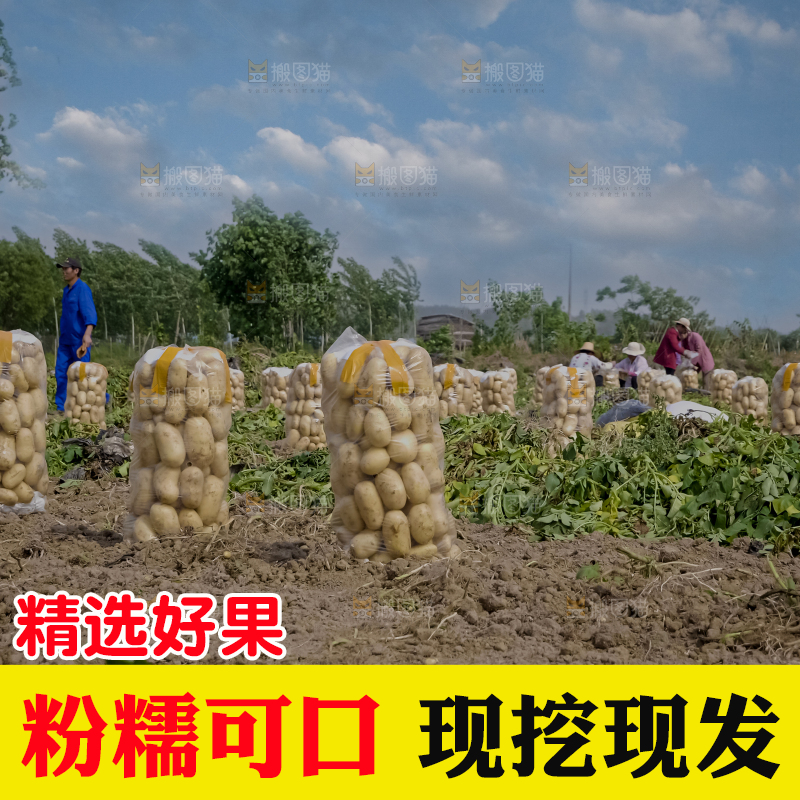 土豆 丰收