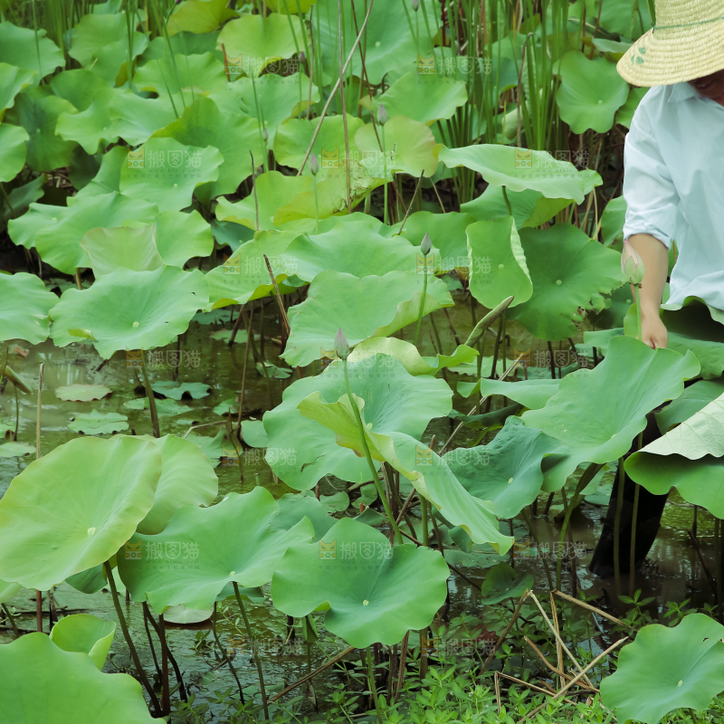 夏日雨后唯美