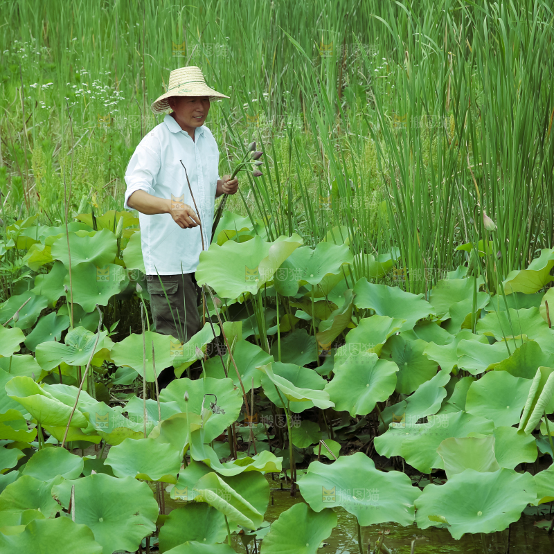 夏日雨后唯美