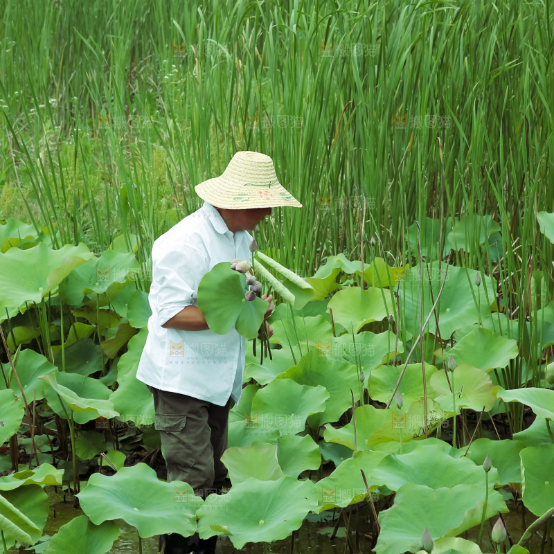 夏日雨后唯美