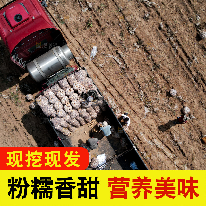 土豆 丰收