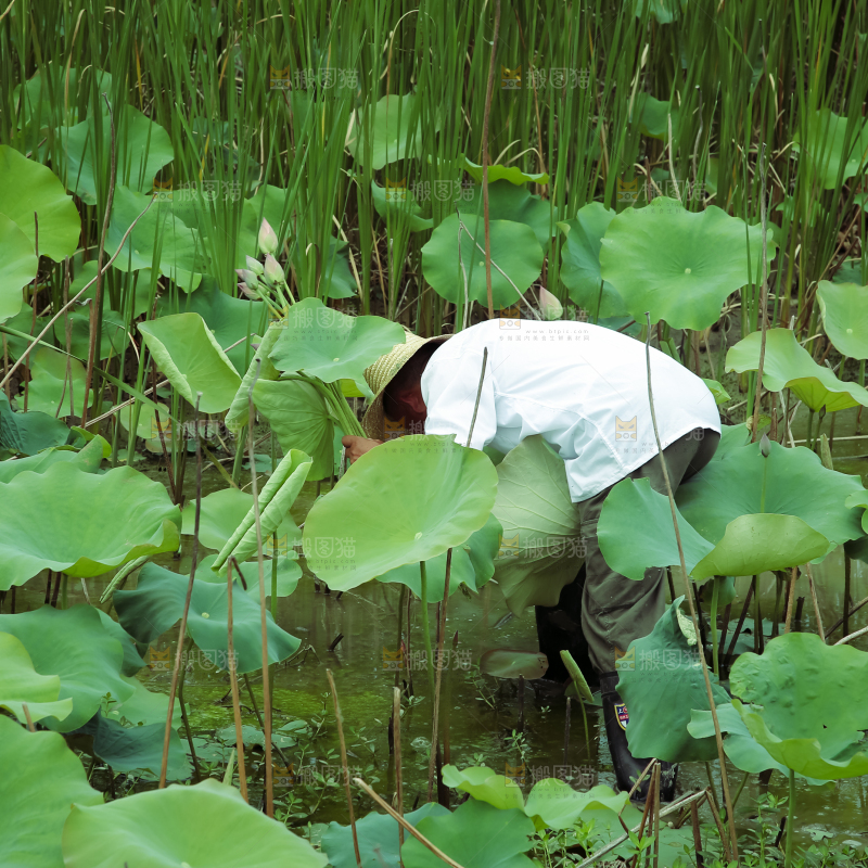 夏日雨后唯美