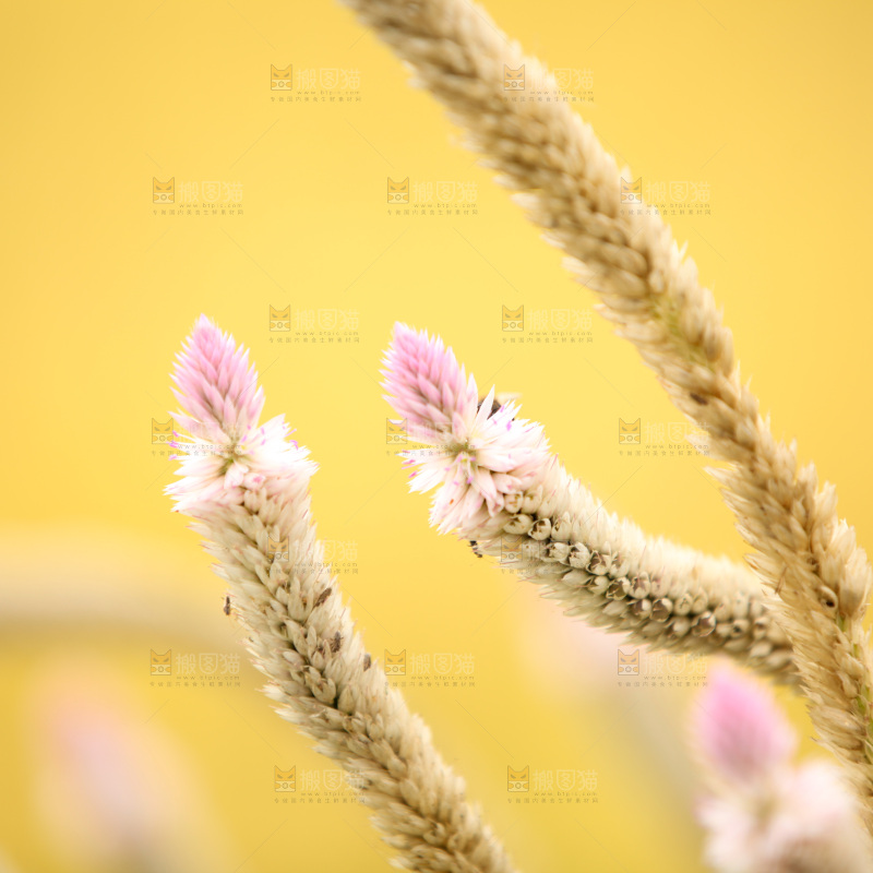春日生机