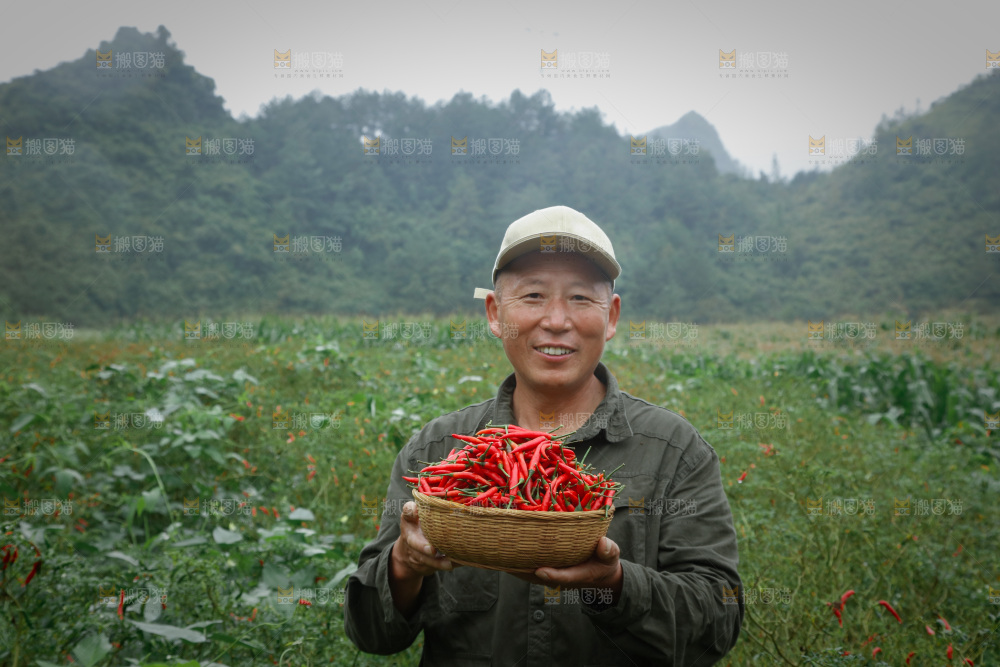 夏季菜园中的农民