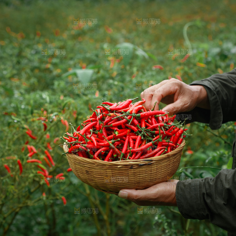 夏季菜园中的农民