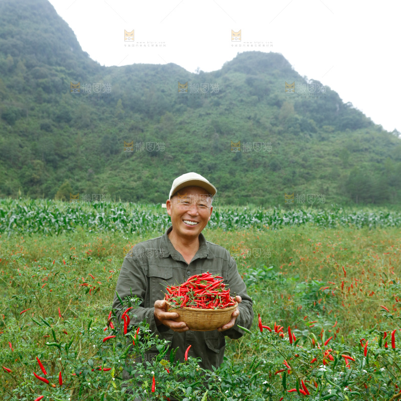 夏季菜园中的农民
