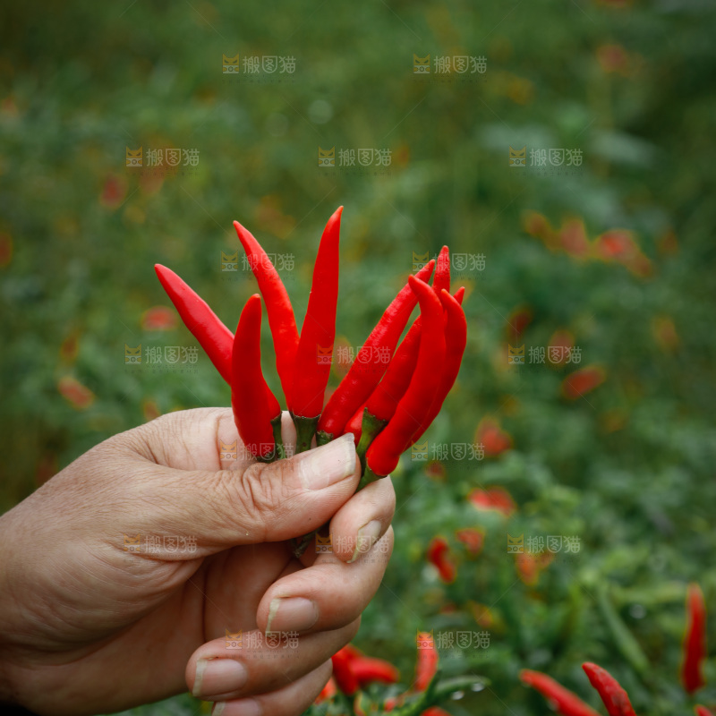 夏季菜园中的农民
