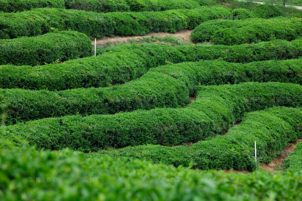 茶叶种植园