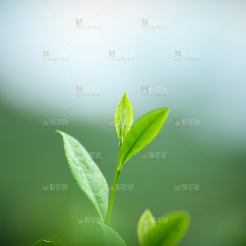 茶叶种植园