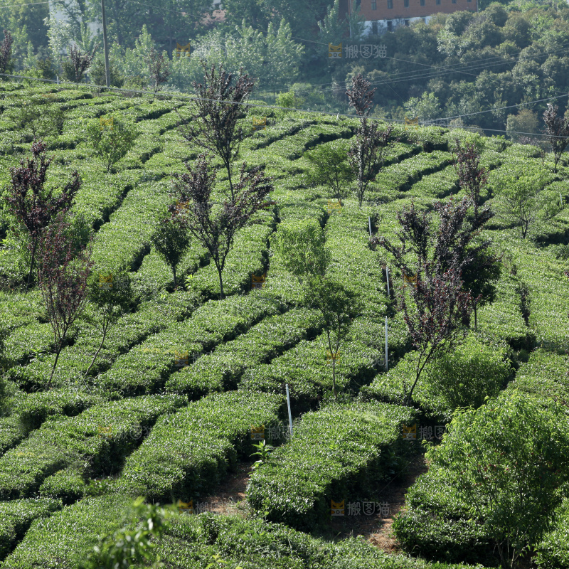 茶叶种植园