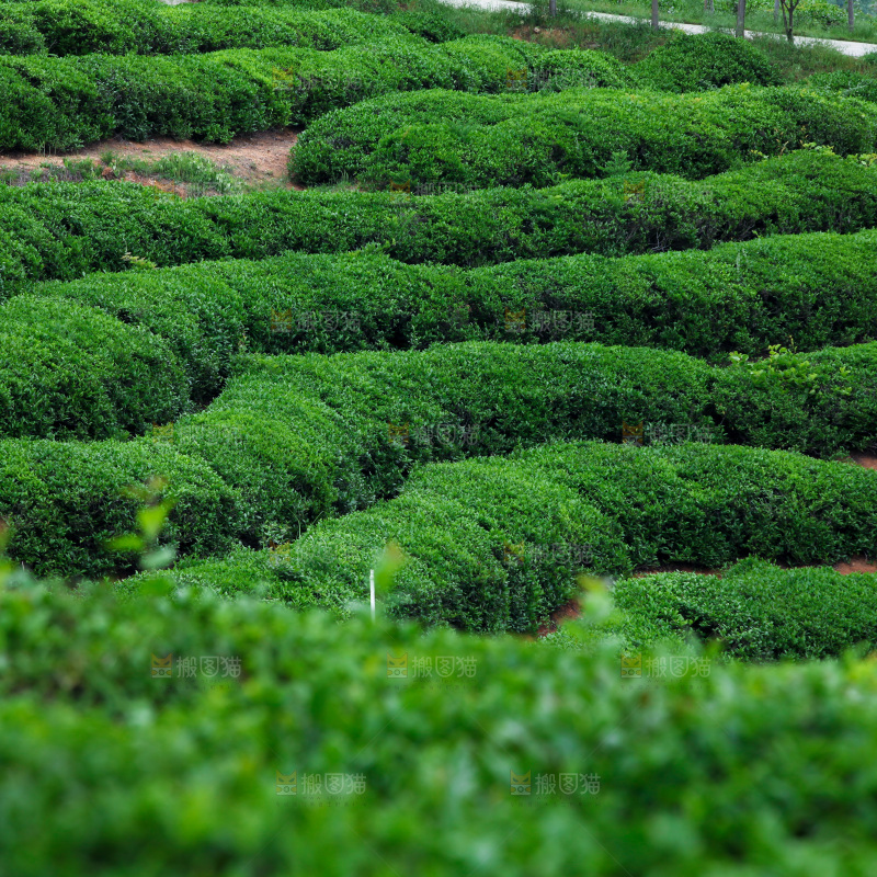 茶叶种植园