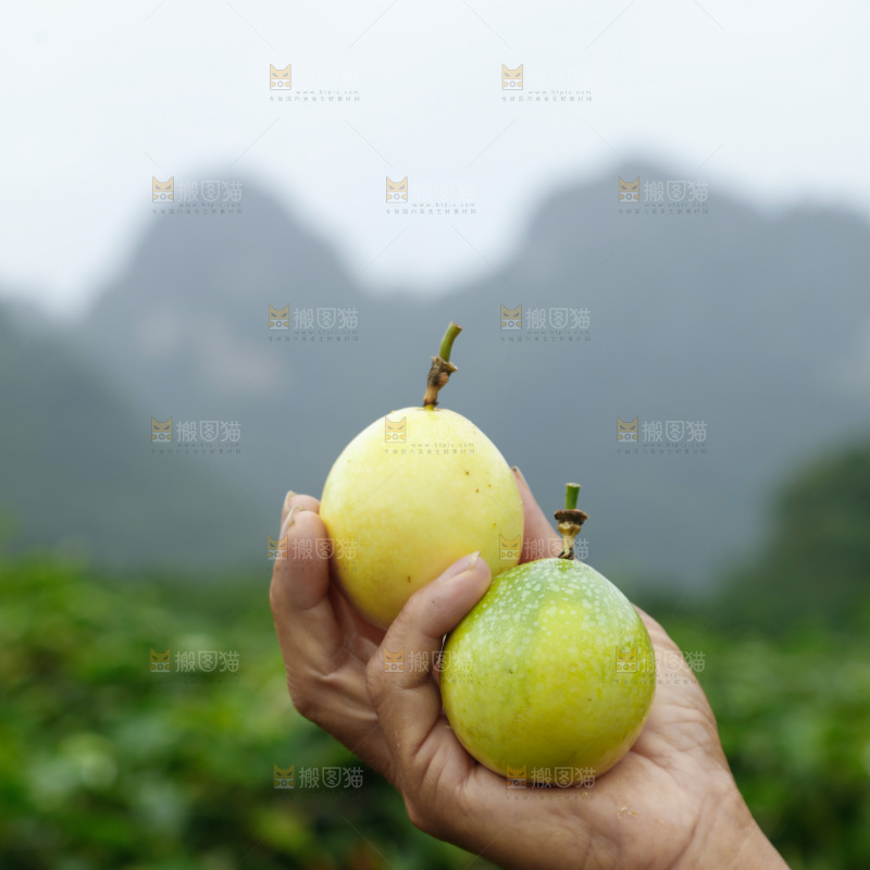 百香果果园