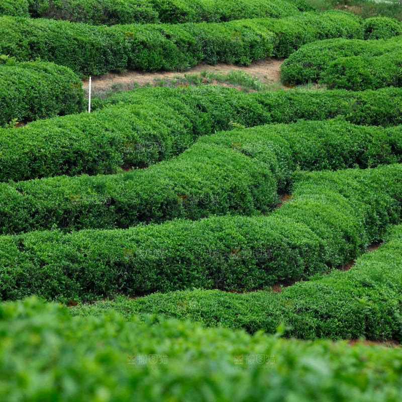 茶叶种植园