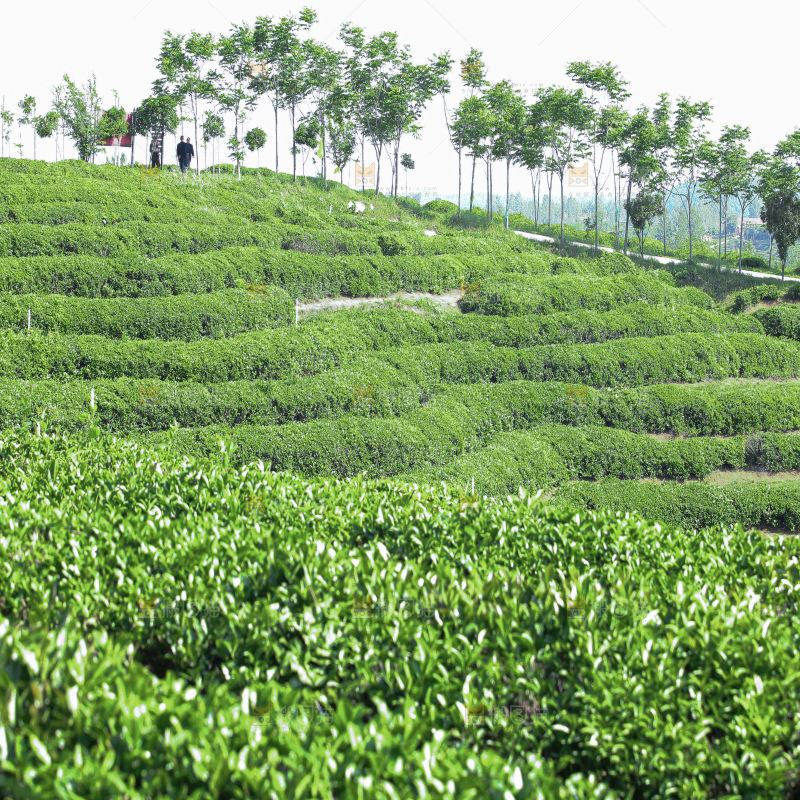 茶叶种植园