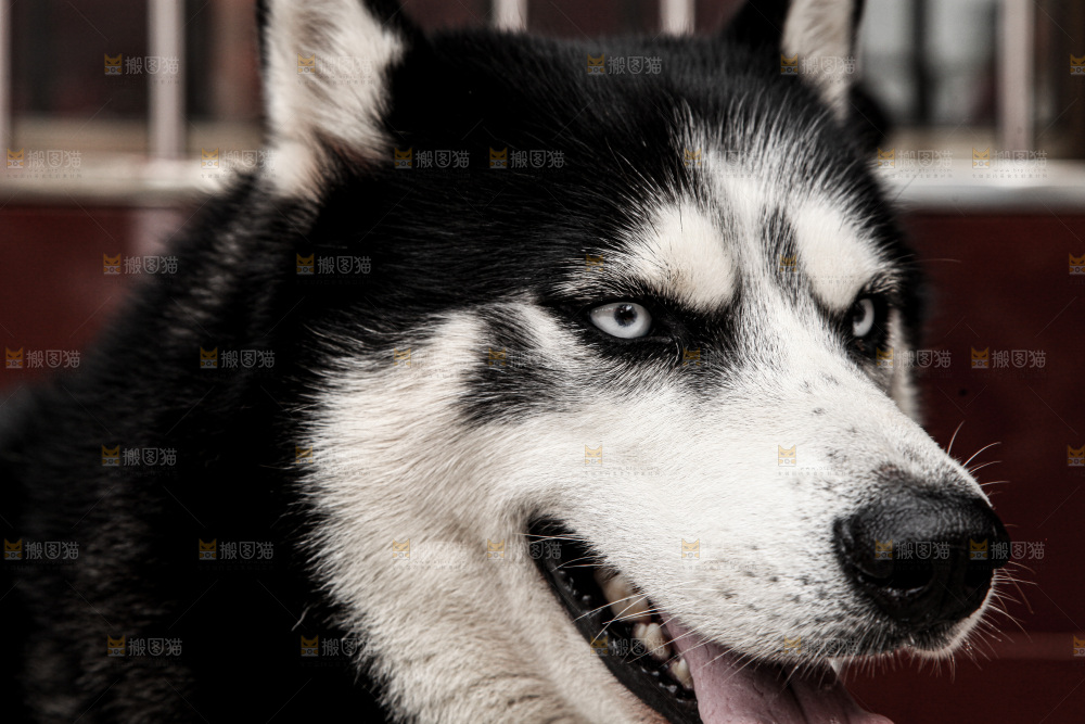 哈士奇犬种