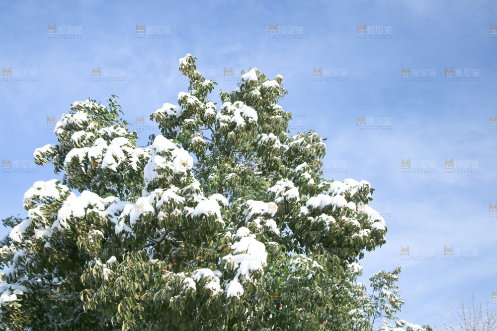 村落雪景下雪