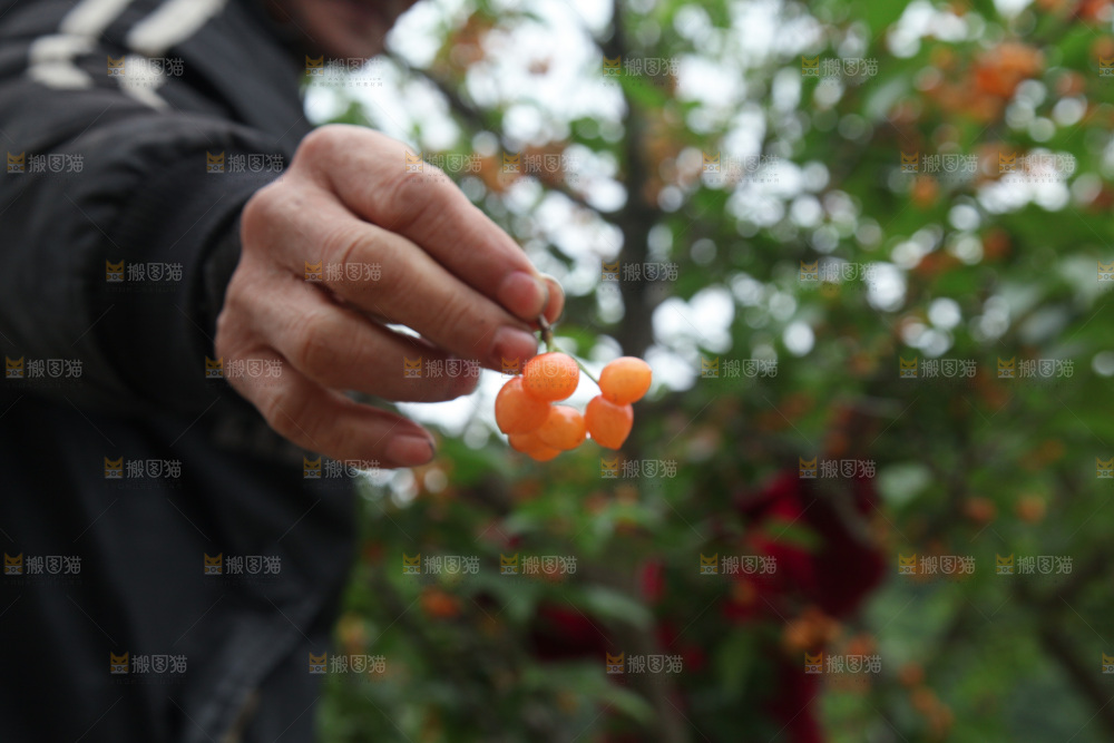 樱桃树