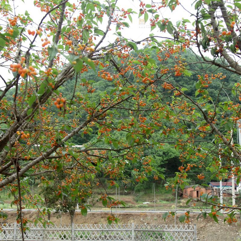 樱桃树