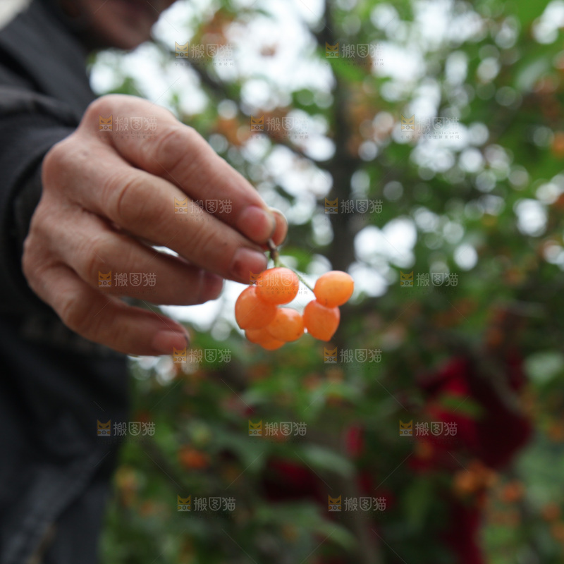 樱桃树