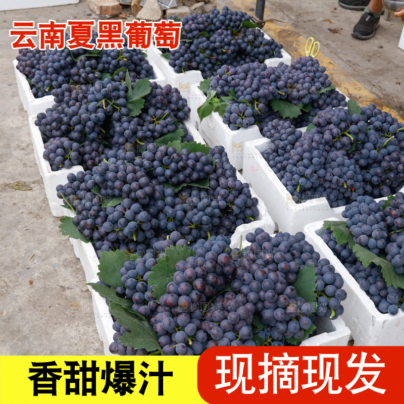 葡萄成熟丰收