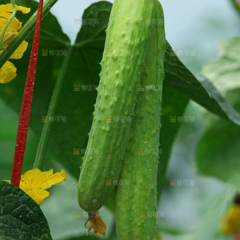菜农采摘