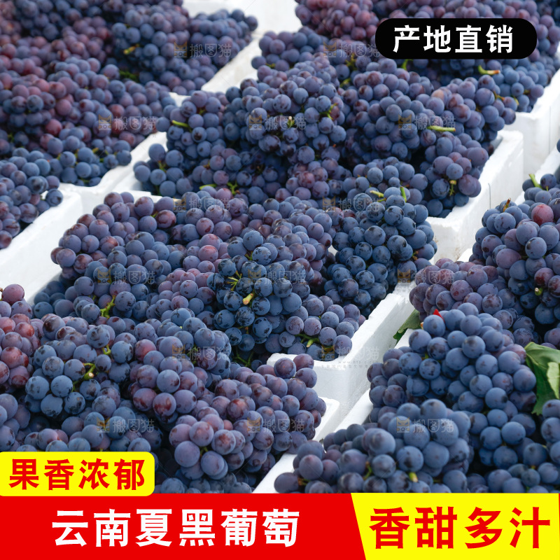 葡萄成熟丰收