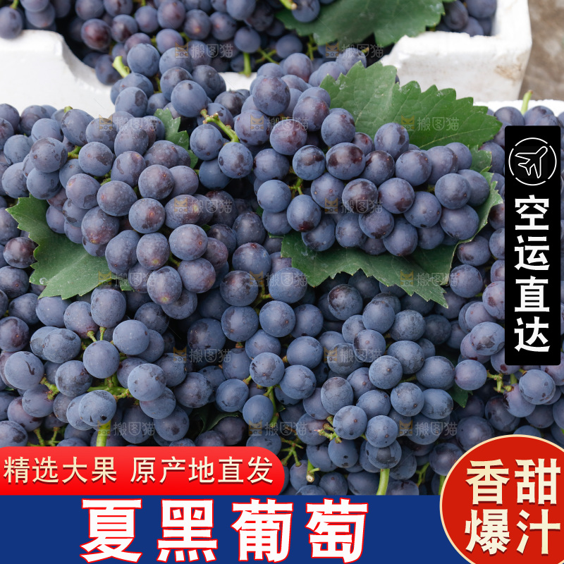 葡萄成熟丰收
