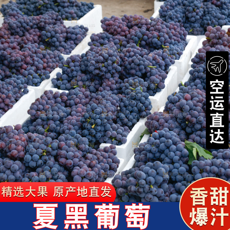 葡萄成熟丰收