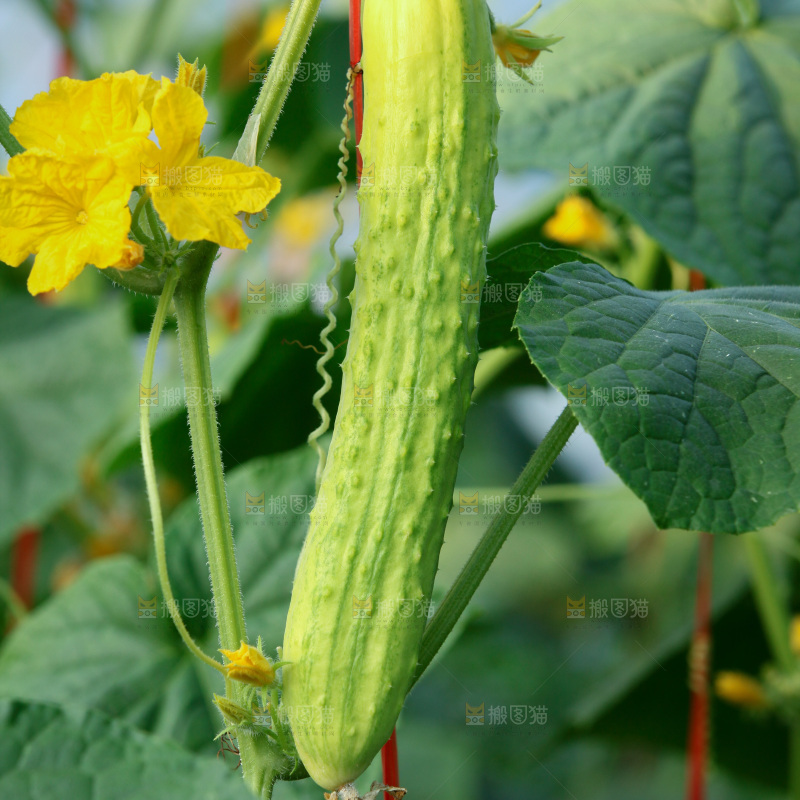 菜农采摘