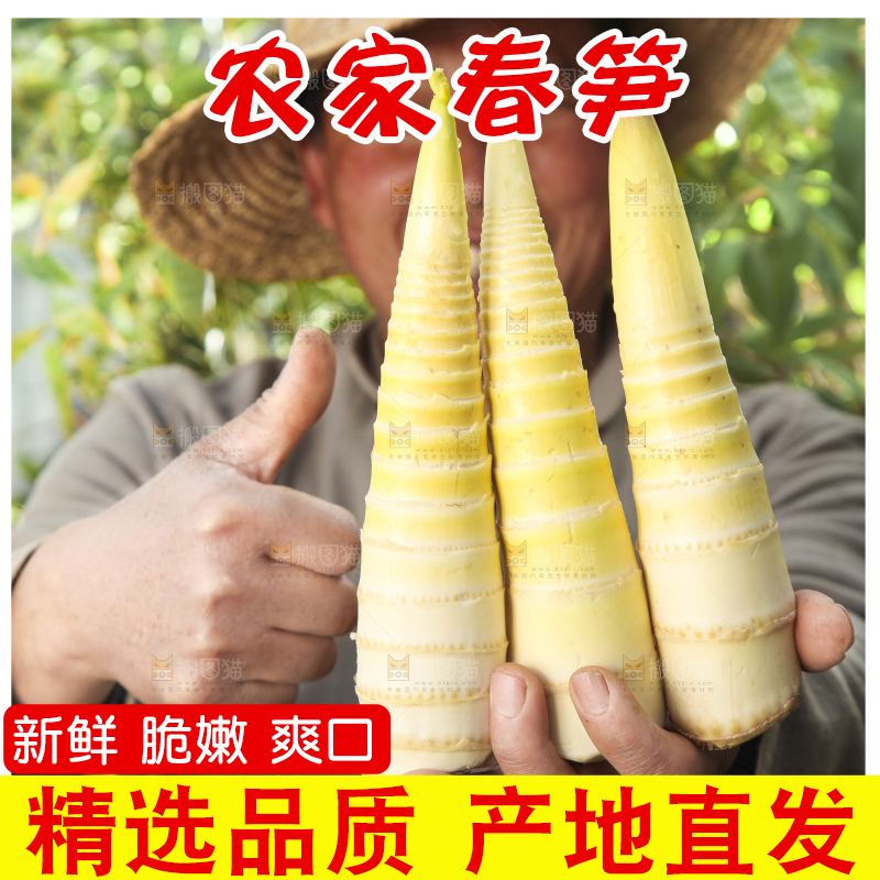 春笋