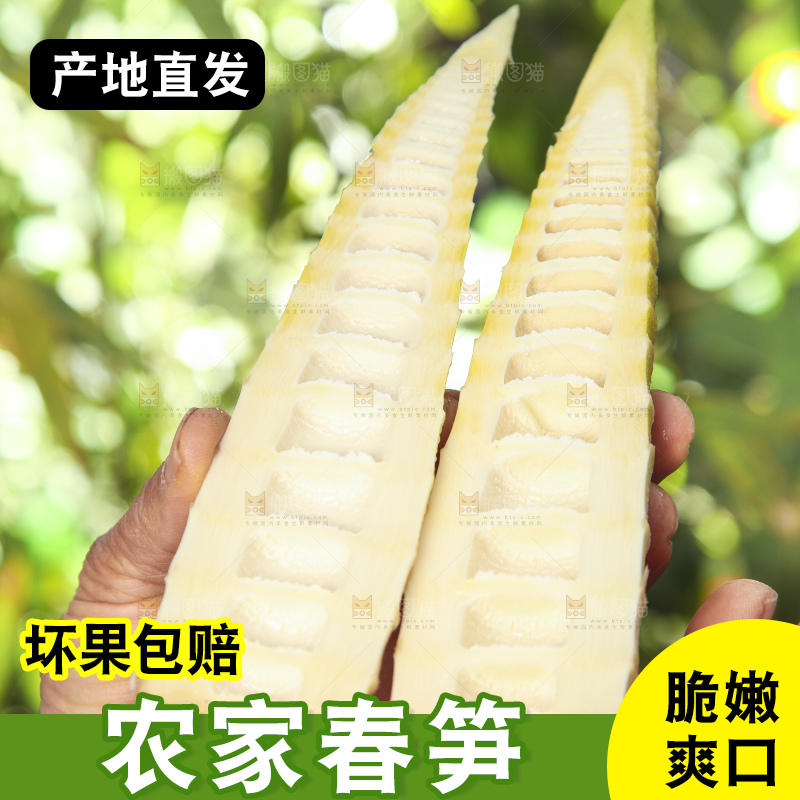 春笋