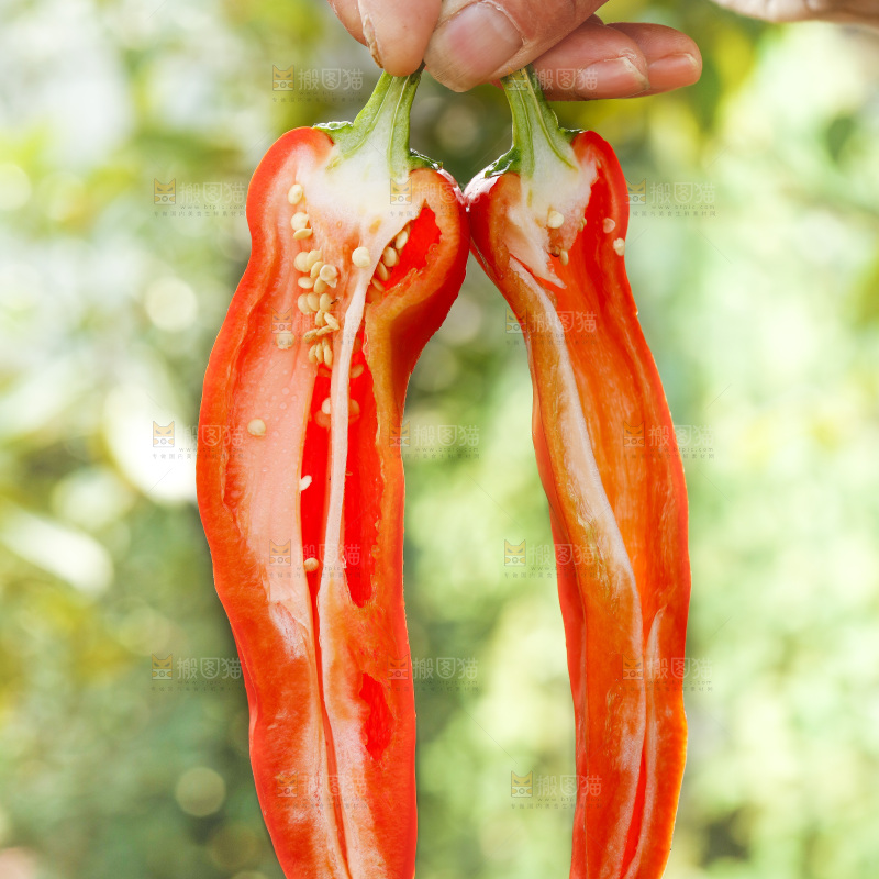 红菜椒