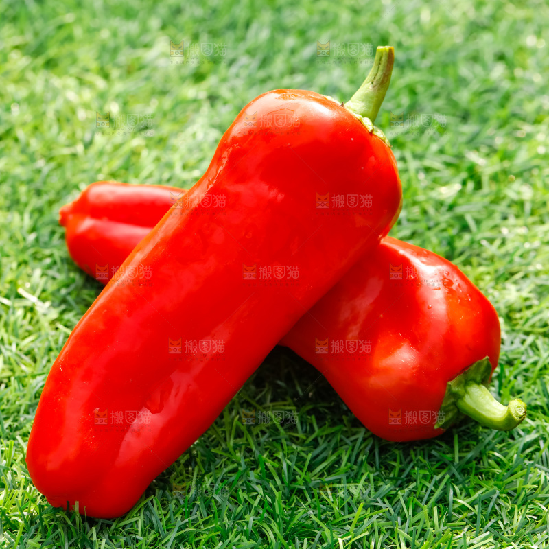 红菜椒