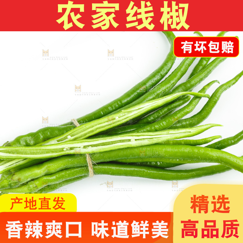 线椒