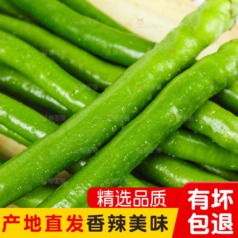 线椒