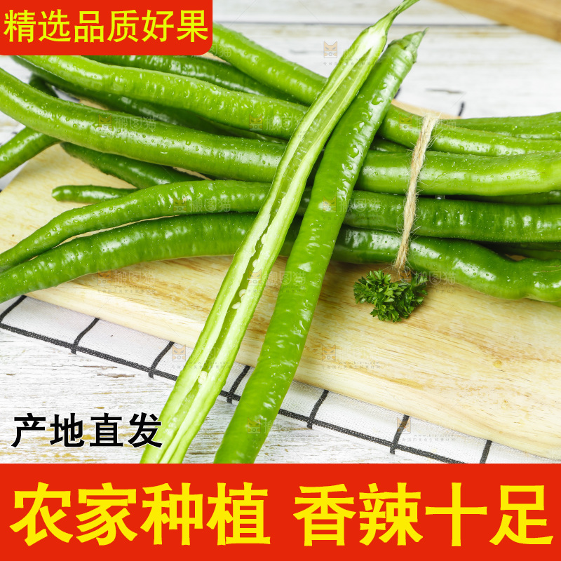 线椒