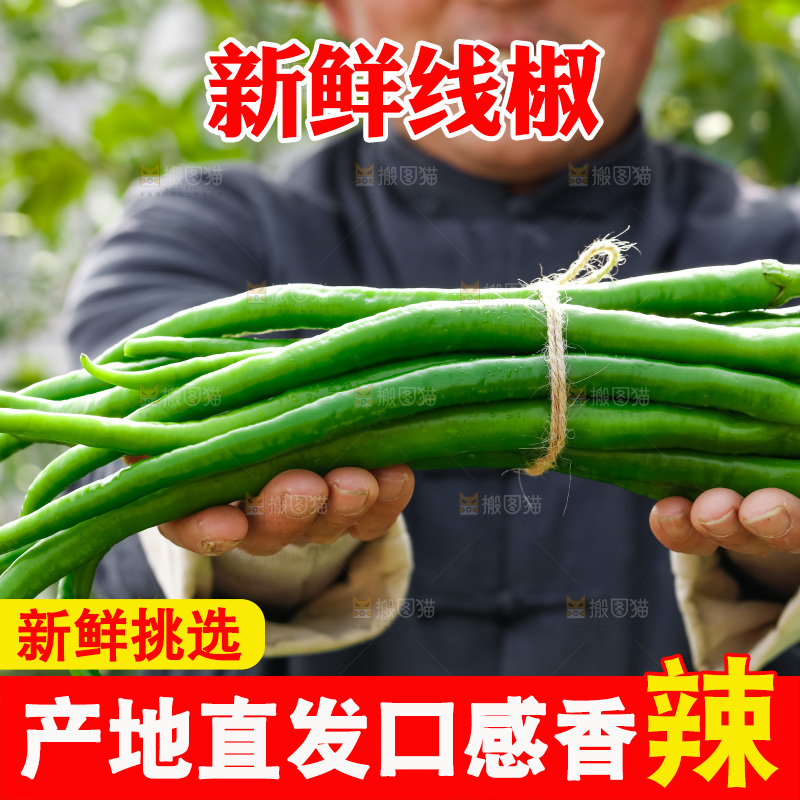 线椒
