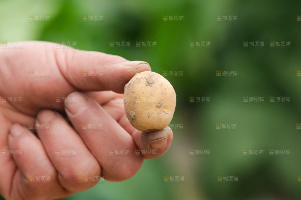 现挖小土豆