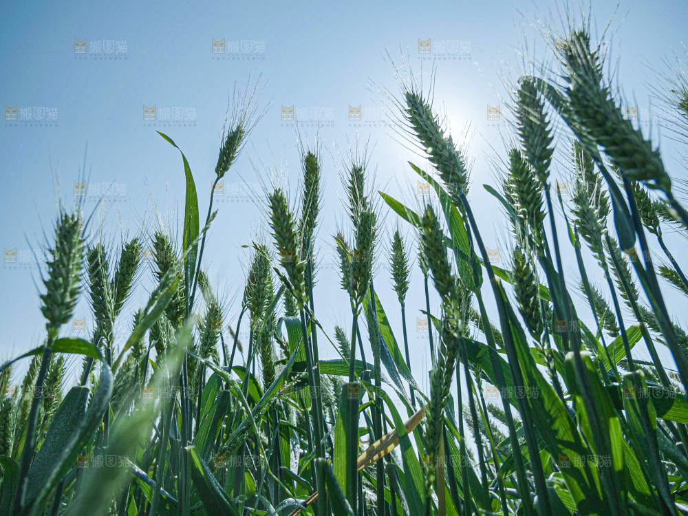 麦穗 麦粒 麦芒